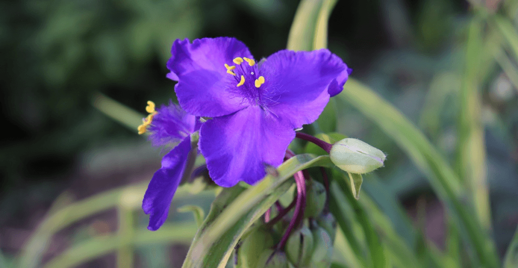 tradescantia