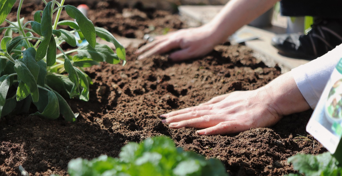 Organic Gardening Soil