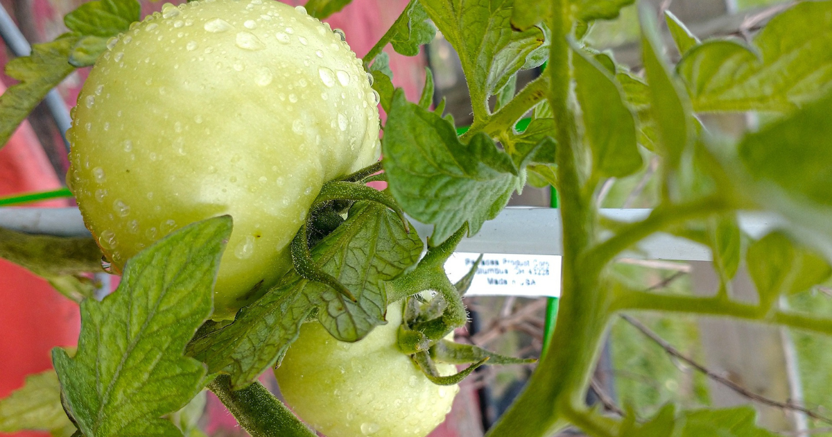 tomato leaf curl