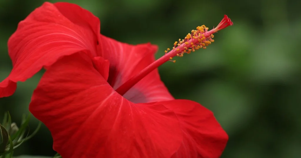 hibiscus moscheutos