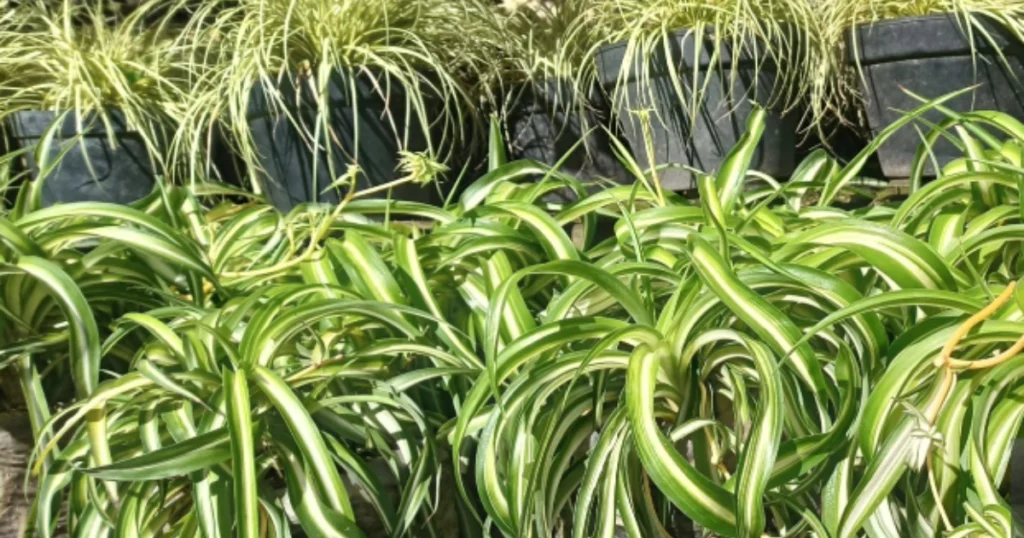 Spider Plant Blooming