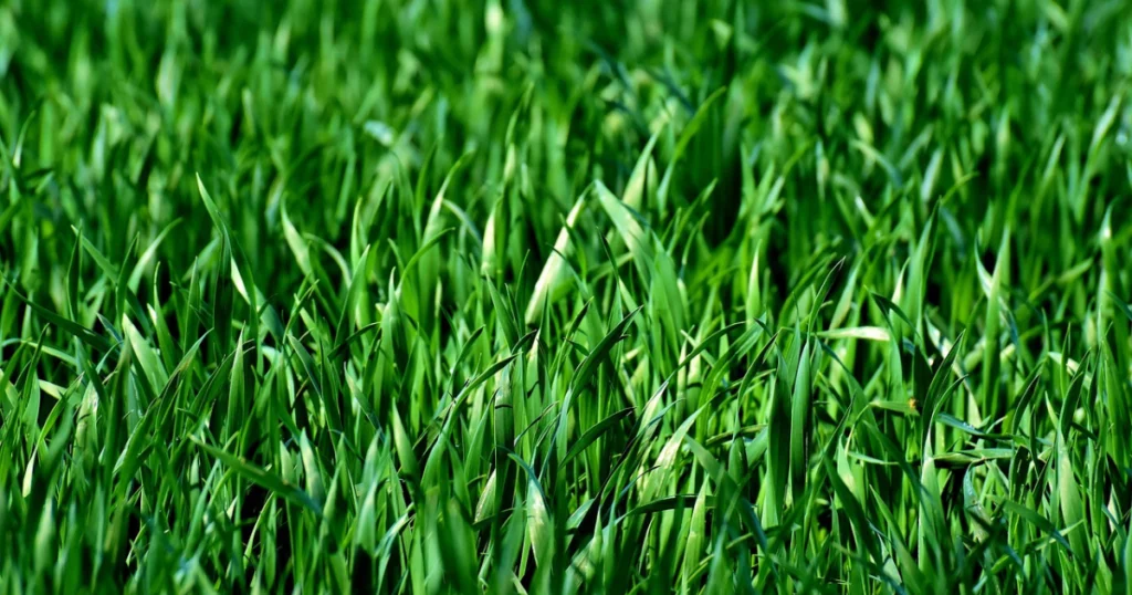 organic grass fertilizer