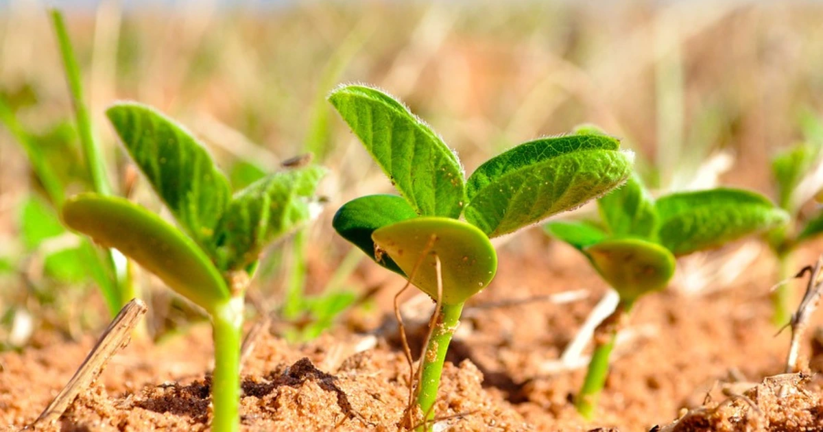 organic soy fertilizer pellets