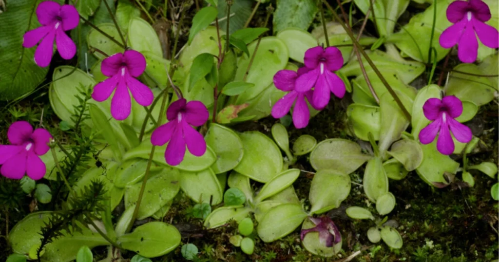 butterwort plant