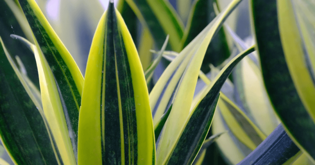 snake plant benefits