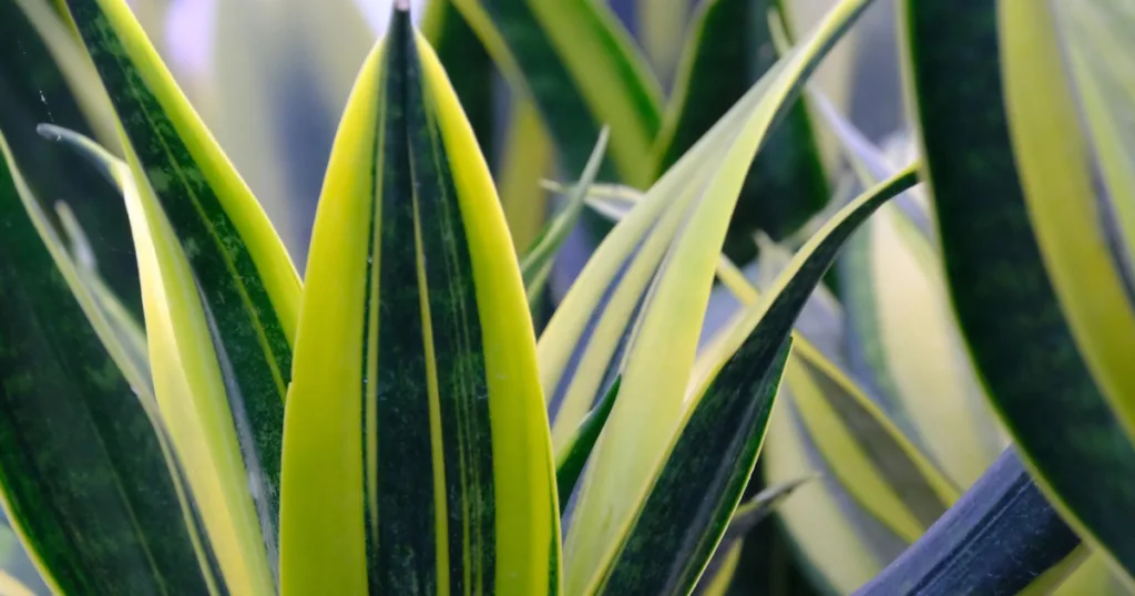 snake plant benefits