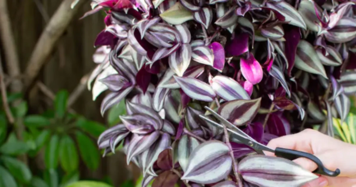 wandering jew plant care