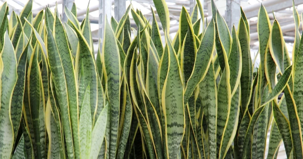 sansevieria plant