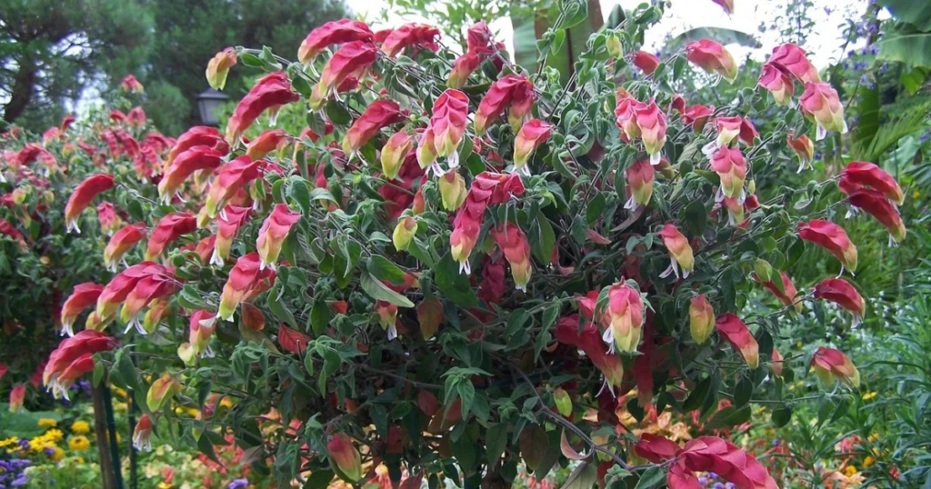 shrimp plant