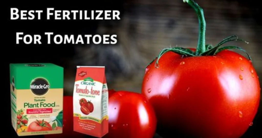 organic tomato fertilizer