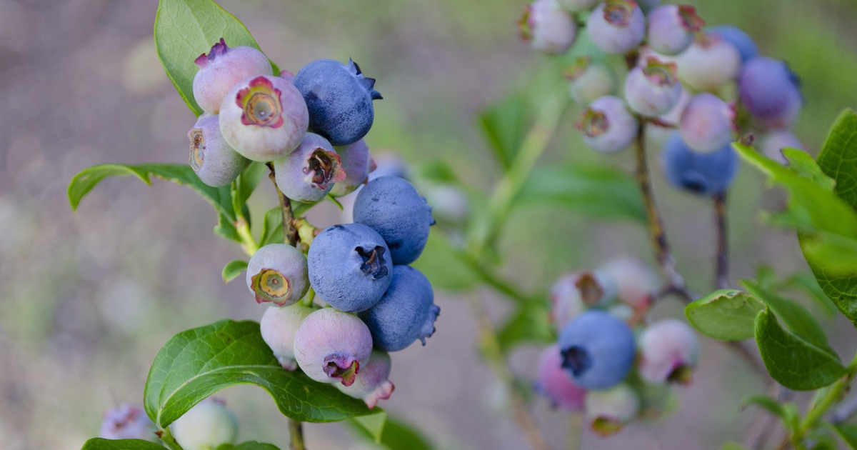 blueberry fertilizer