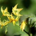 tomato plants