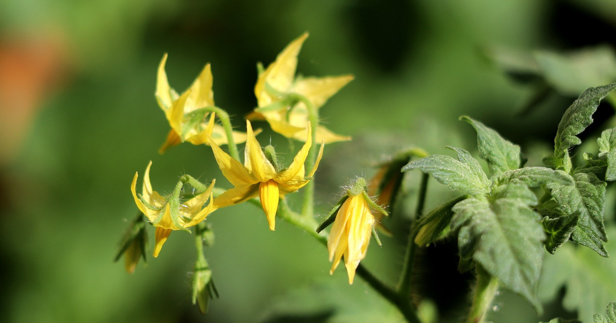 tomato plants