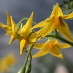 tomato plants