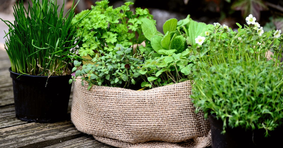 herb planter