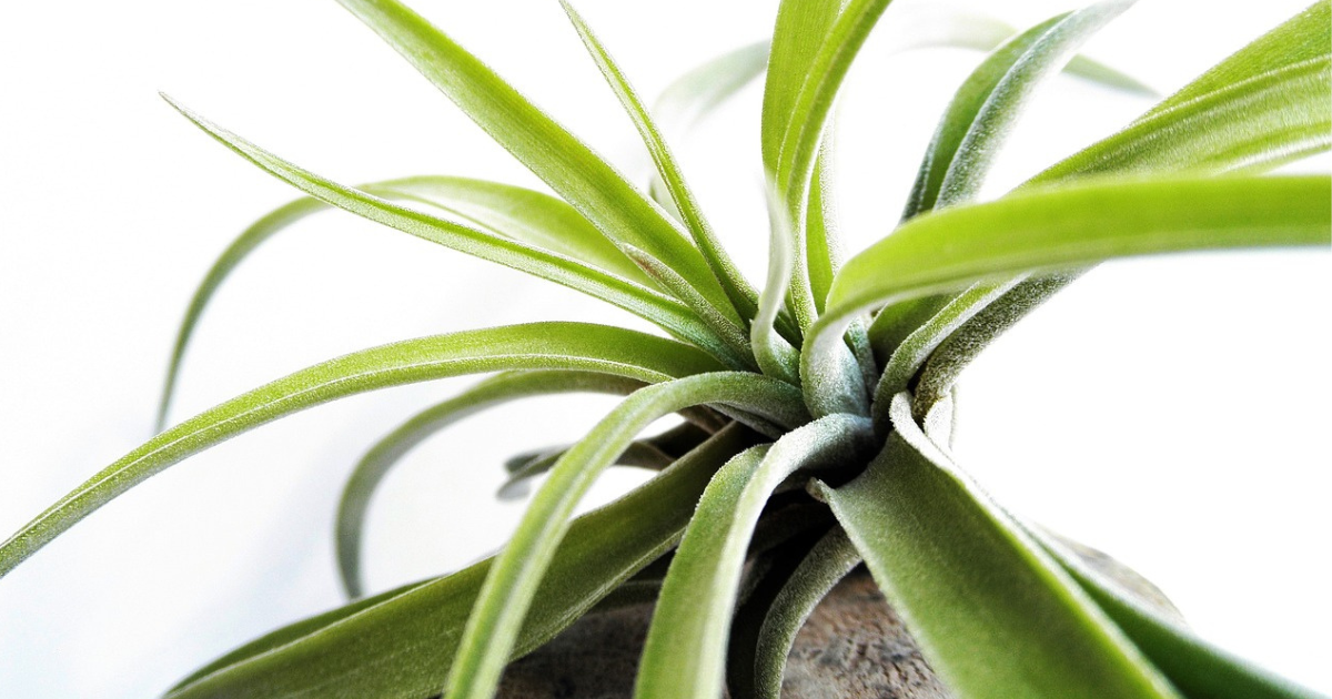 air plants