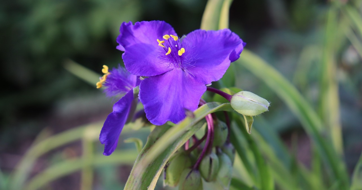 wandering jew plant