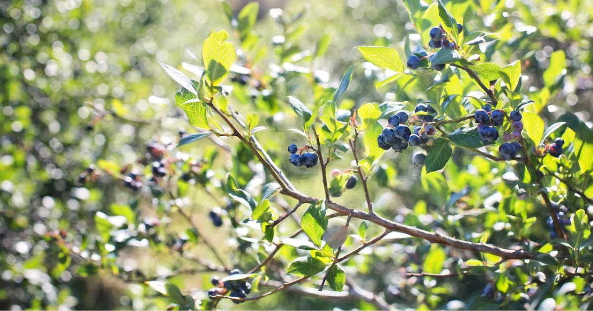 when to fertilize blueberries