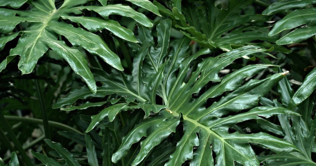 calathea plant