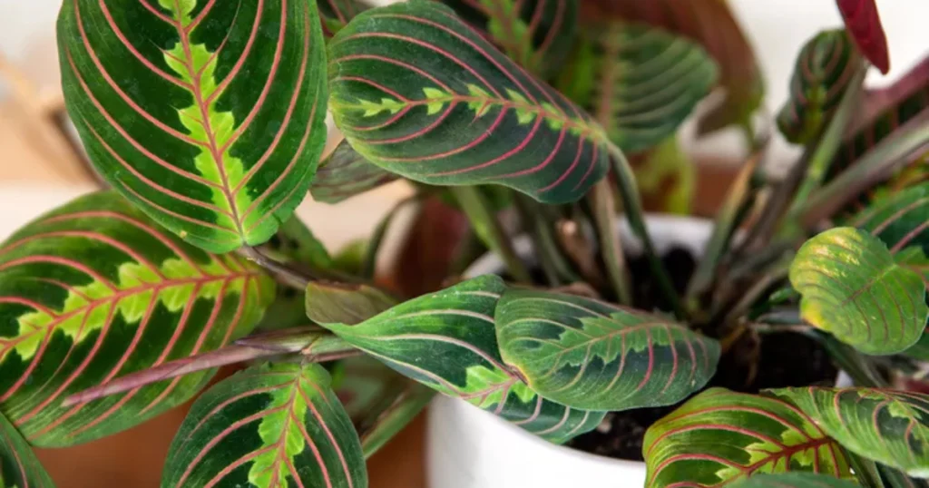 prayer plant care