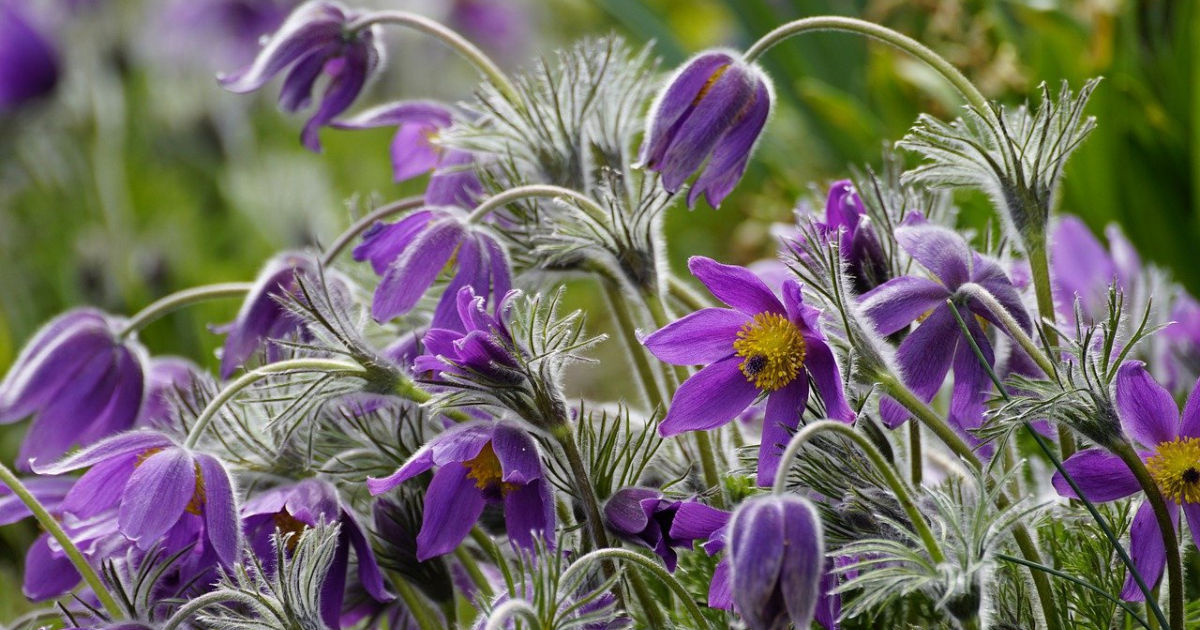 purple plants