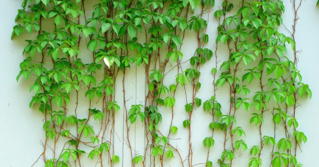 vine plants