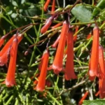 firecracker plant