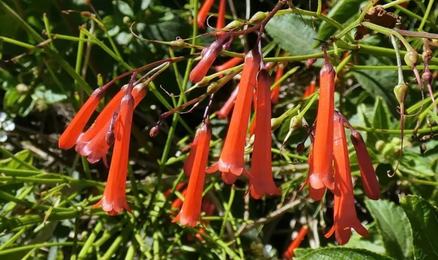 firecracker plant