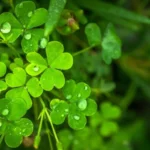 four leaf clover plant