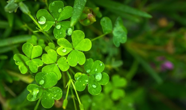 four leaf clover plant