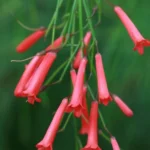 firecracker plant