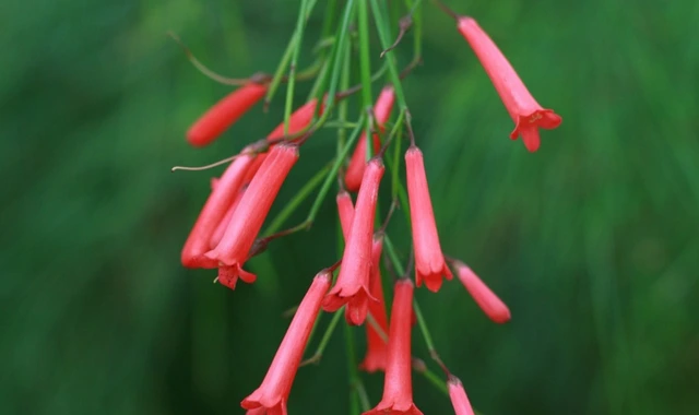 firecracker plant