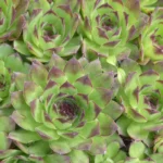 hens and chicks plant