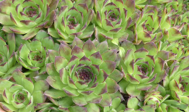 hens and chicks plant