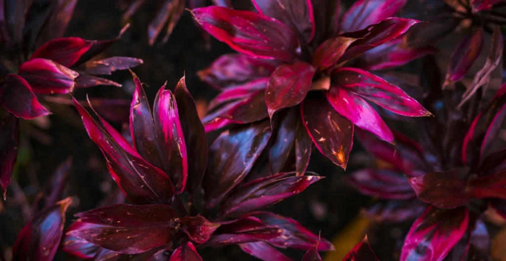 Pink Plants