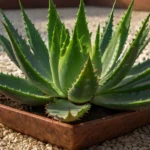 big aloe vera