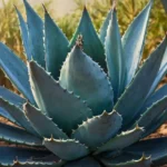 blue agave plant