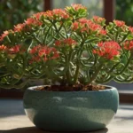 euphorbia plant