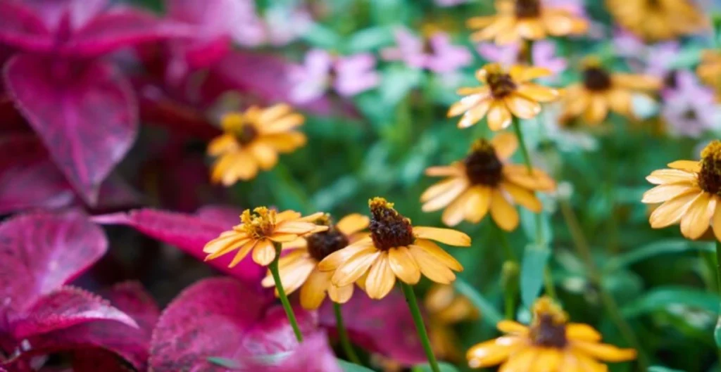 full sun perennials