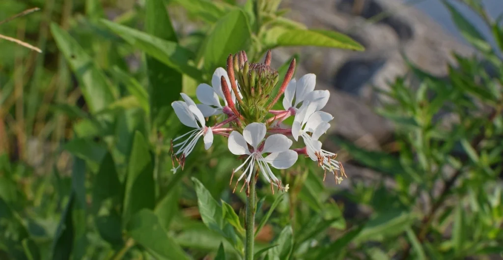 gaura plant