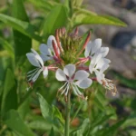 gaura plant