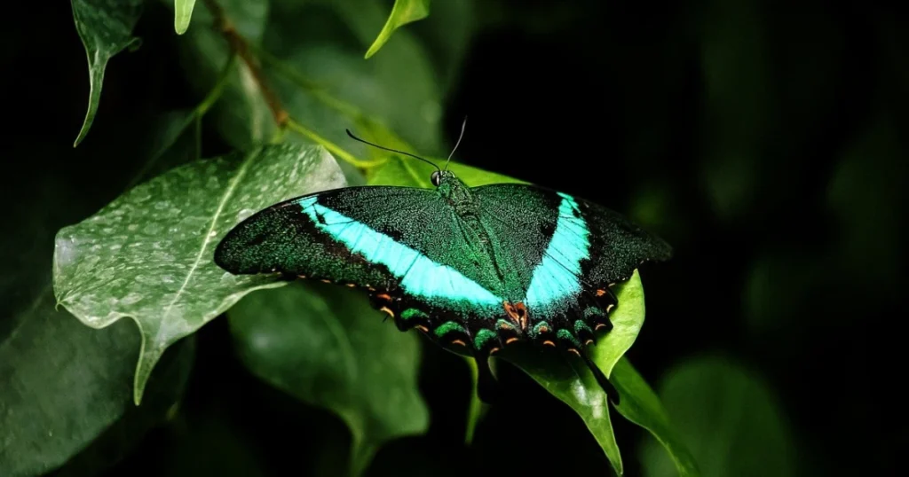 butterfly plants