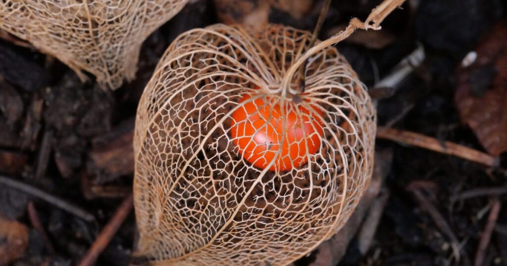 chinese lantern plant