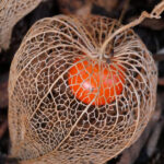 chinese lantern plant