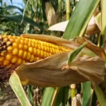 corn plant care