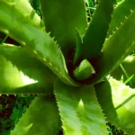 aloe vera bloom