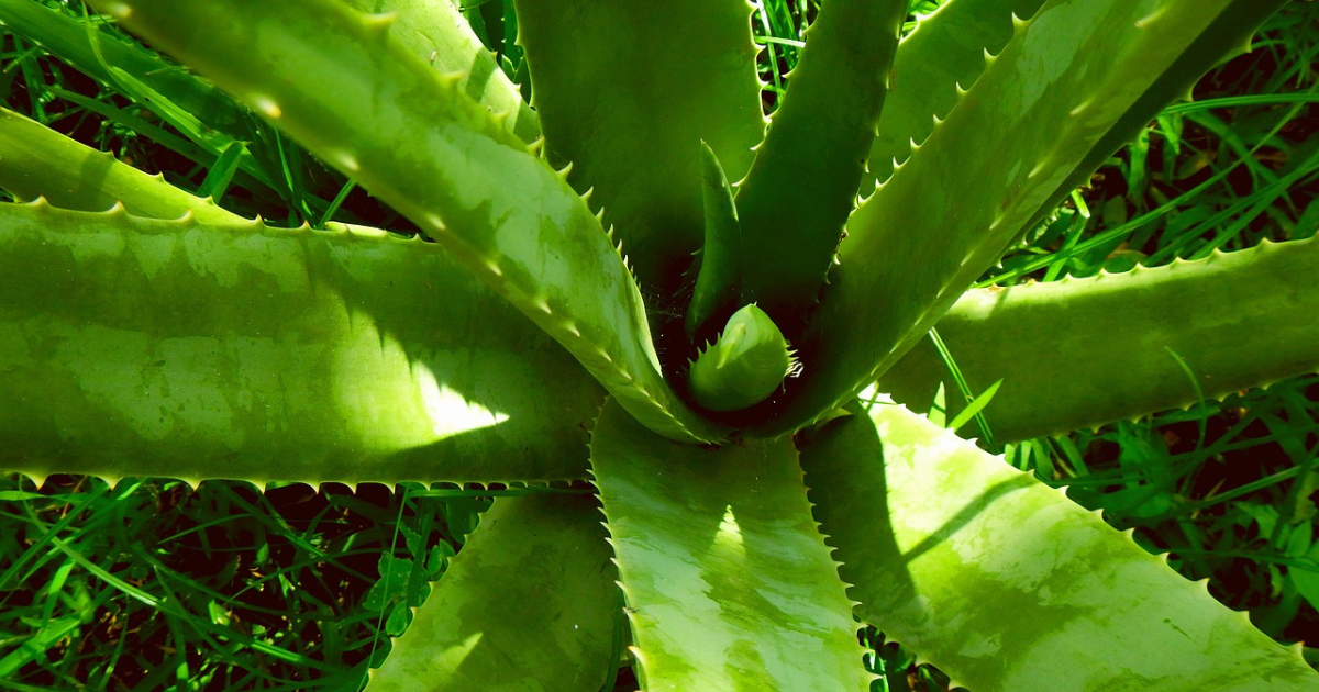 aloe vera bloom