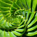 types of aloe vera plants