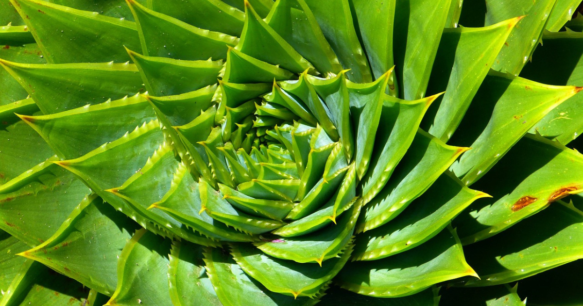 types of aloe vera plants