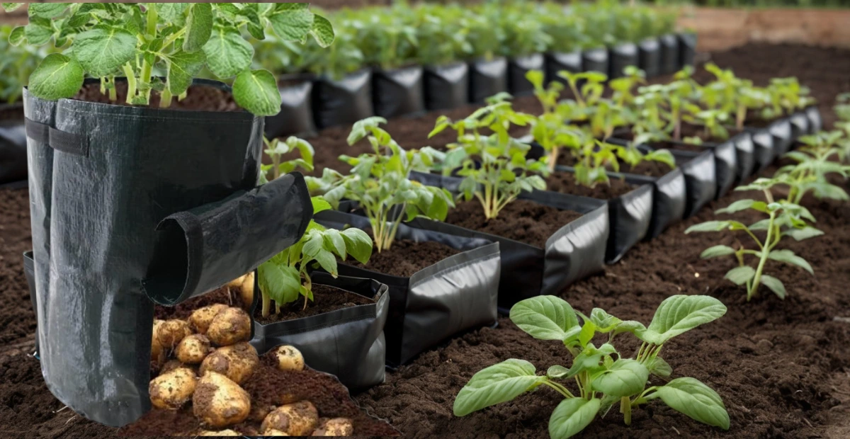 potato grow bags